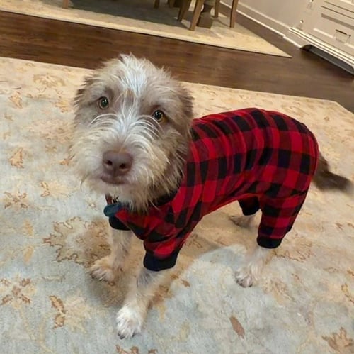 MOMO - Schnauzer available for adoption