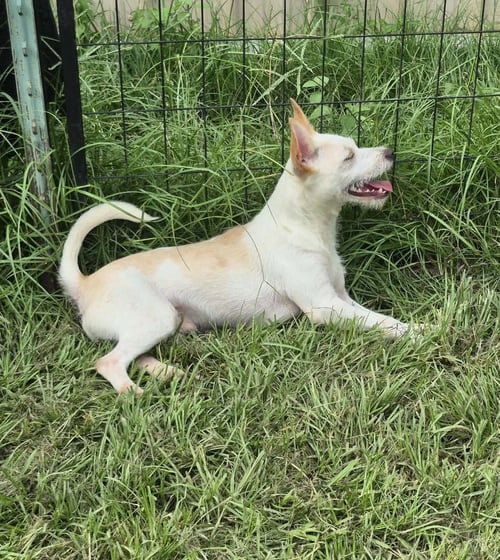 REESE - Chihuahua available for adoption