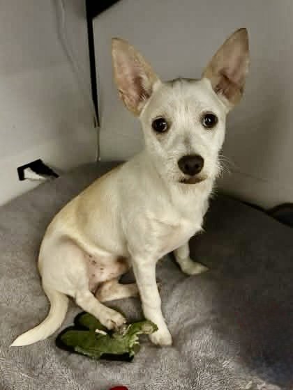 REESE - Chihuahua available for adoption