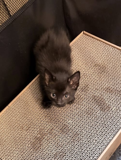 SLEEPY - Domestic Short Hair available for adoption