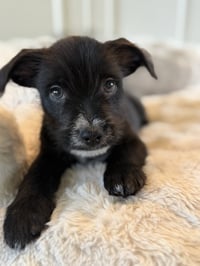 Tater Tot - Photo 2
