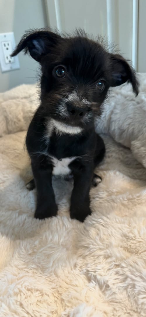 TATER TOT - Chihuahua available for adoption