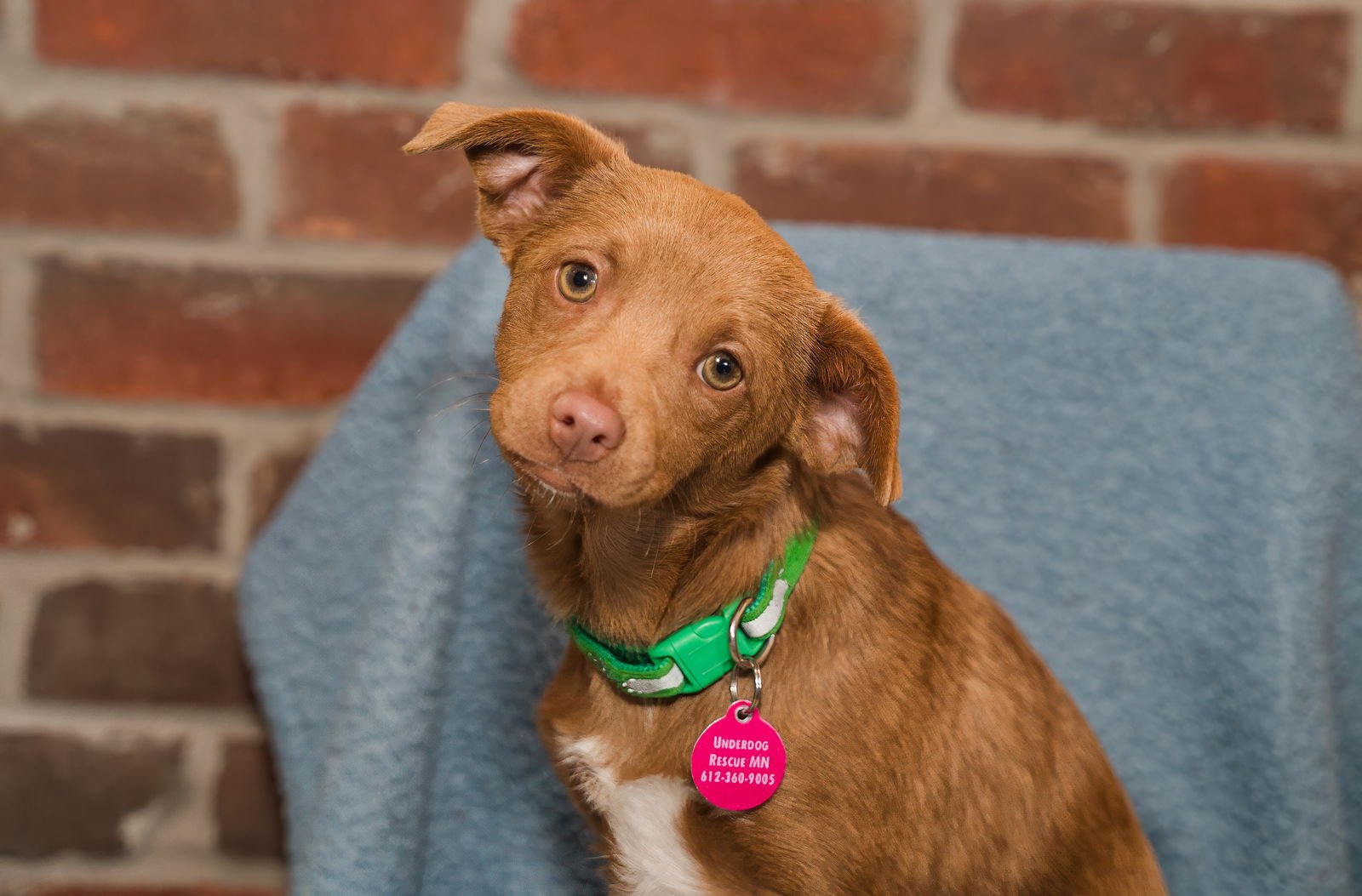 SNOOP DOG - Chihuahua available for adoption
