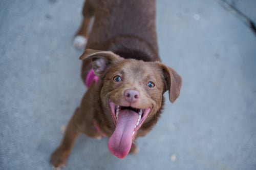 SNOOP DOG - Chihuahua available for adoption