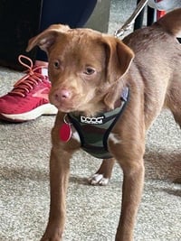 Snoop Dog - Photo 9