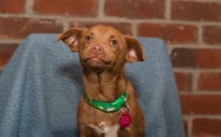 Snoop Dog - Photo 5