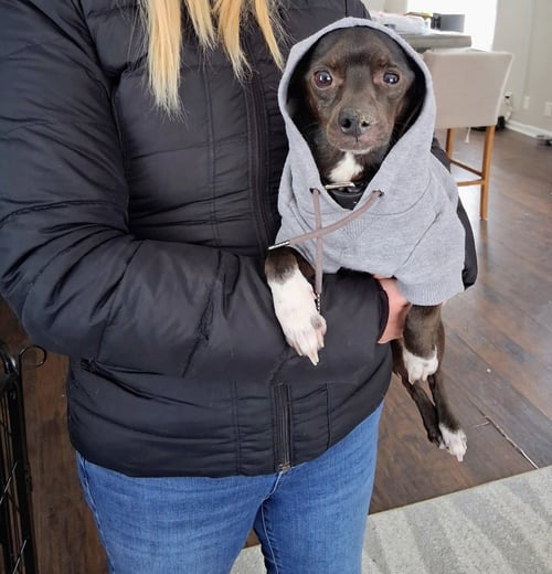MACK - Chihuahua / Dachshund available for adoption