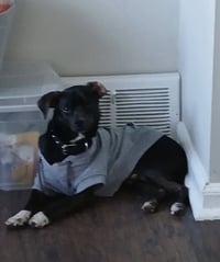 Mack - Photo 4