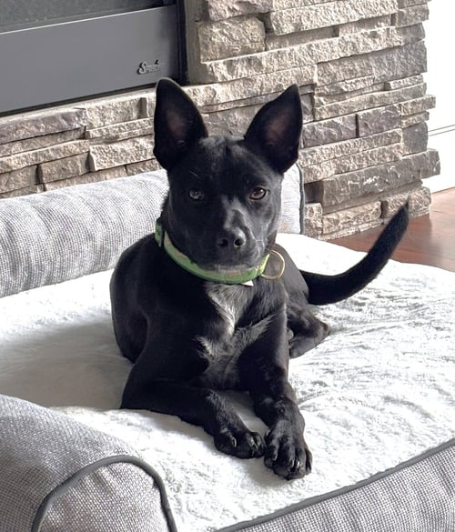 SHOELACE - Jack Russell Terrier / Labrador Retriever available for adoption