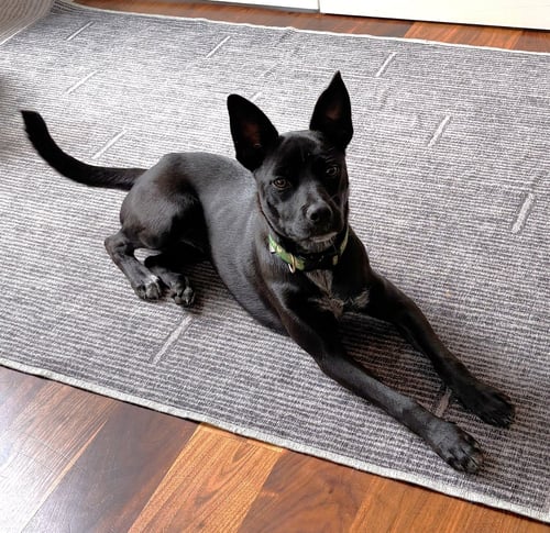 SHOELACE - Jack Russell Terrier / Labrador Retriever available for adoption