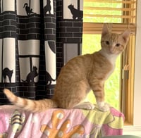 Cheddar - Photo 3