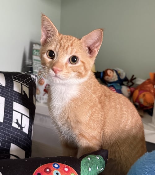 CHEDDAR - Domestic Short Hair available for adoption