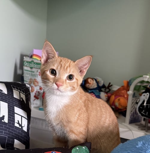 CHEDDAR - Domestic Short Hair available for adoption