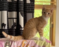 Cheddar - Photo 3