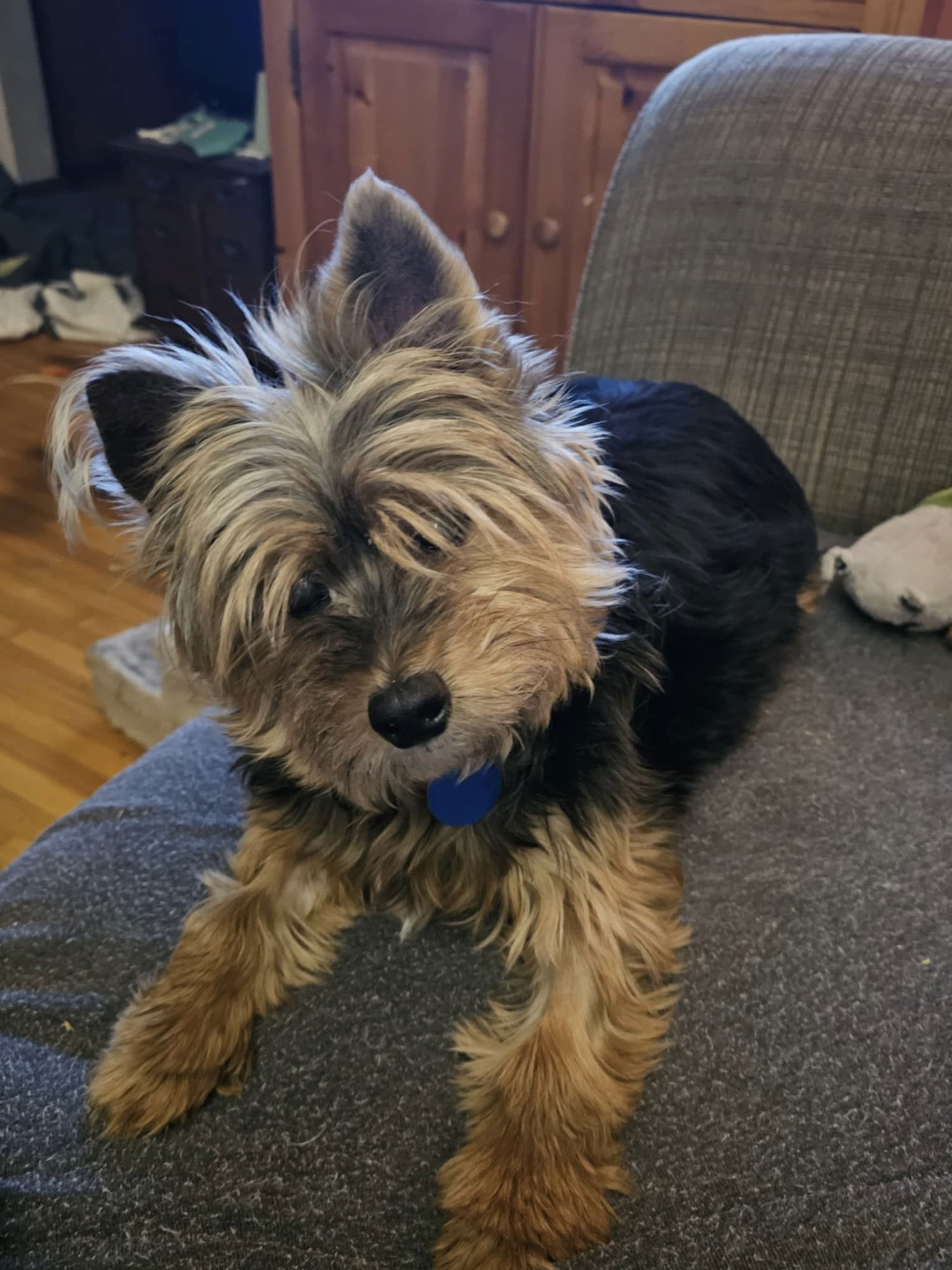 MCFLY - Yorkshire Terrier Yorkie available for adoption