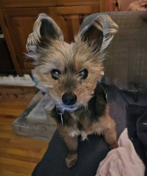 MCFLY - Yorkshire Terrier Yorkie available for adoption
