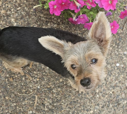 MCFLY - Yorkshire Terrier Yorkie available for adoption