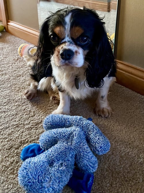 JUNCO - Cavalier King Charles Spaniel available for adoption