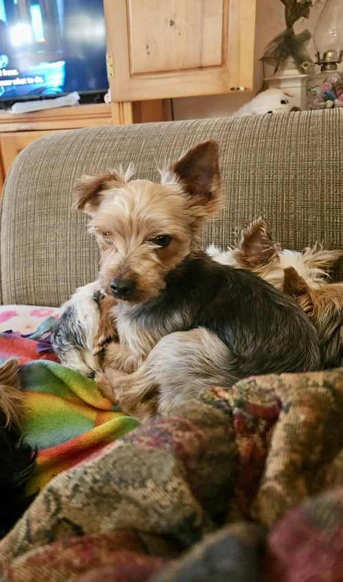 MARLON - Yorkshire Terrier Yorkie available for adoption