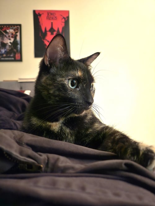 COSMO - Domestic Short Hair available for adoption