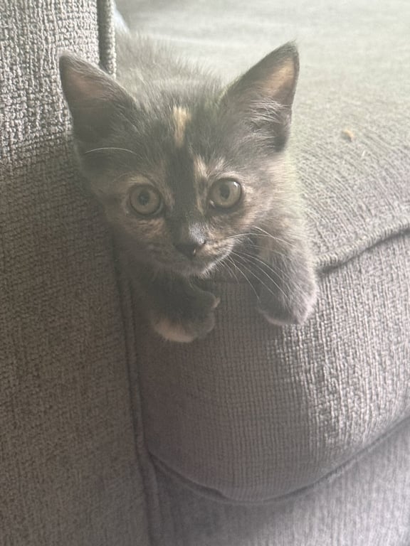 Mila Image
