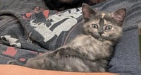 Mila - Photo 2