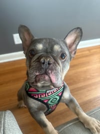 Mustard - Photo 1