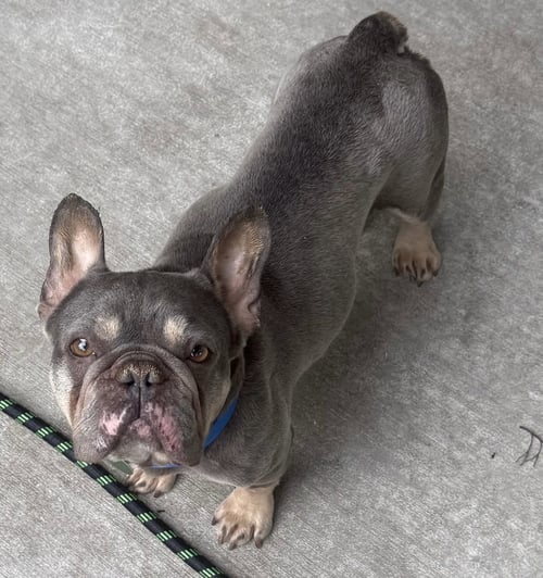MUSTARD - French Bulldog available for adoption