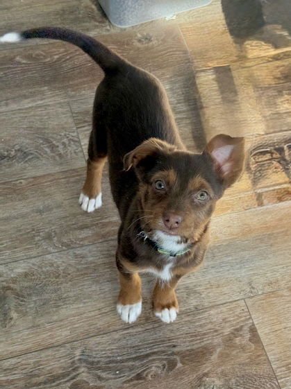 ERIKA - Jack Russell Terrier / Shepherd available for adoption