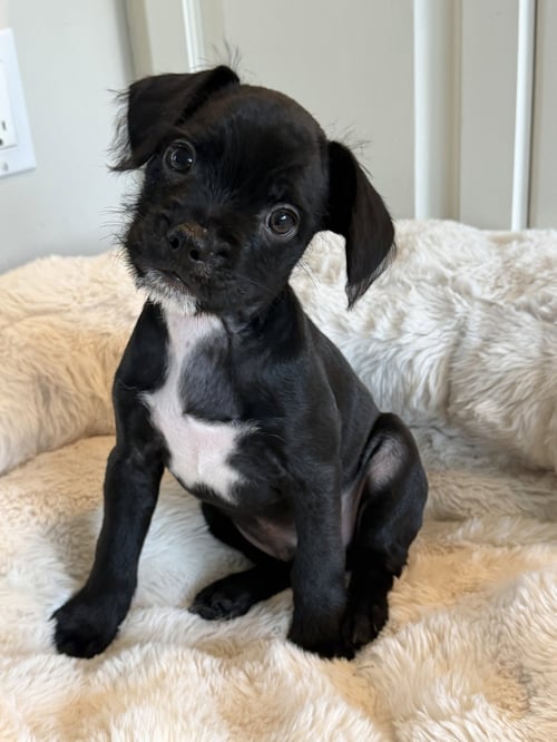 PIP SQUEAK - Chihuahua available for adoption