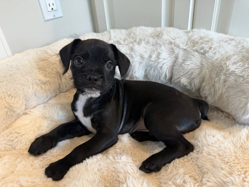 PIP SQUEAK - Chihuahua available for adoption