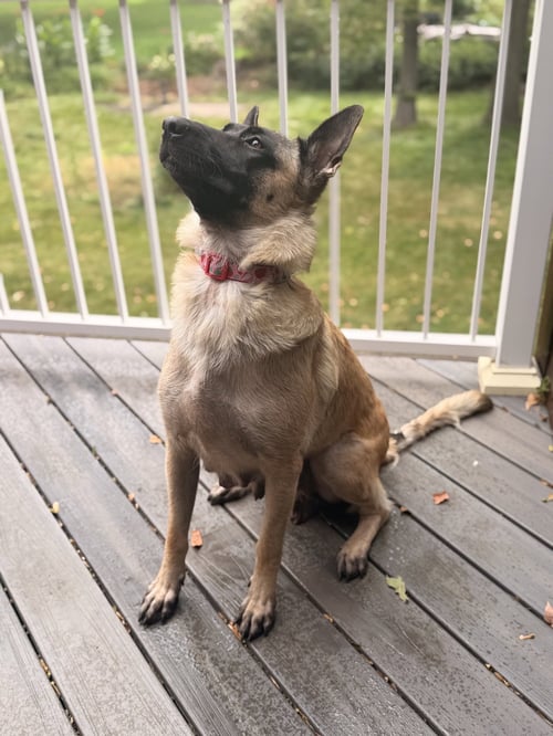 JOLENE - German Shepherd Dog / Belgian Shepherd Malinois available for adoption