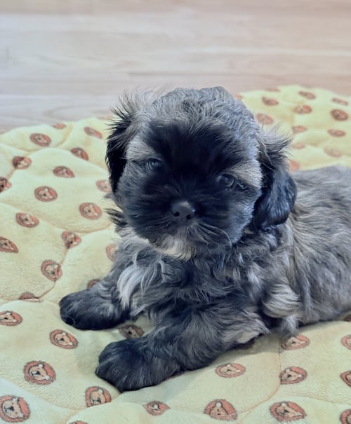 CHLOE - Shih Tzu available for adoption