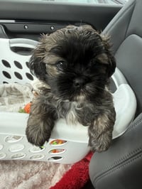Chloe - Photo 8
