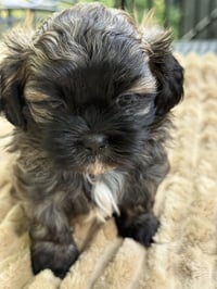 Chloe - Photo 3