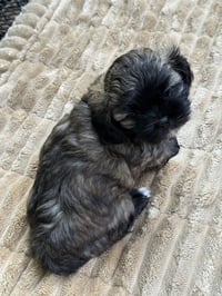 Chloe - Photo 4