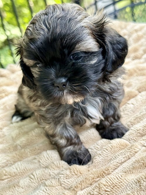 CHLOE - Shih Tzu available for adoption