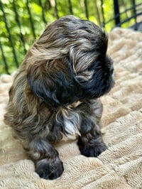 Chloe - Photo 5