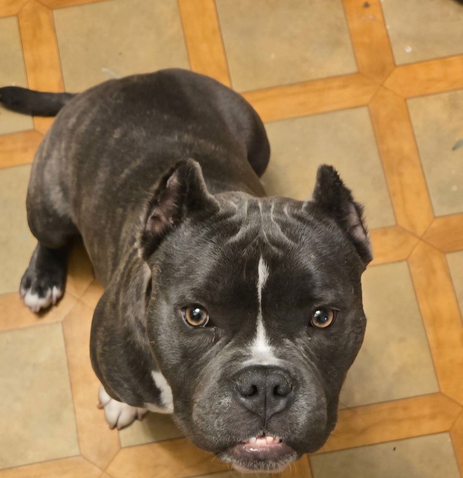 GILES - Bulldog available for adoption