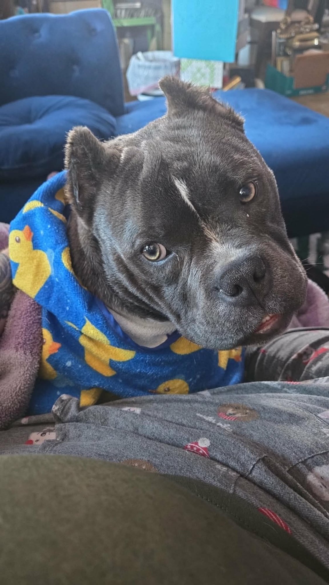 GILES - Bulldog available for adoption