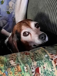 Pawpaw HW+ - Photo 3