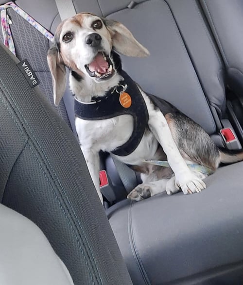 PAWPAW HW+ - Beagle available for adoption
