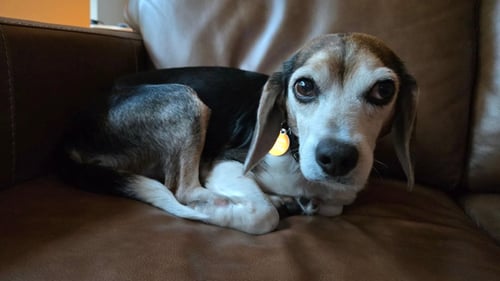 PAWPAW HW+ - Beagle available for adoption