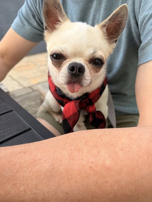 TEDDY - Chihuahua available for adoption