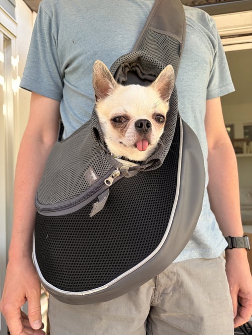 TEDDY - Chihuahua available for adoption
