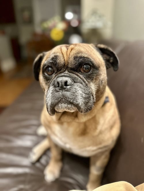 SIMEK - Bulldog available for adoption