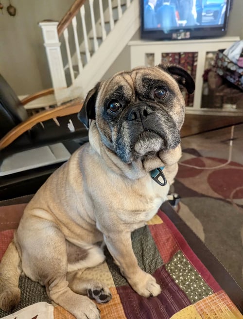 SIMEK - Bulldog available for adoption