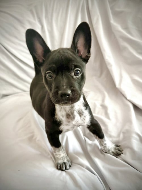 OSA - French Bulldog / Cattle Dog available for adoption