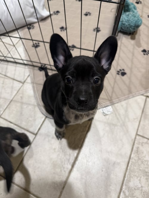 OSA - French Bulldog / Cattle Dog available for adoption