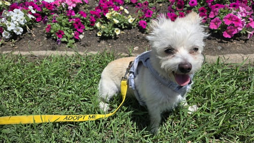 CLARA - Yorkshire Terrier Yorkie available for adoption